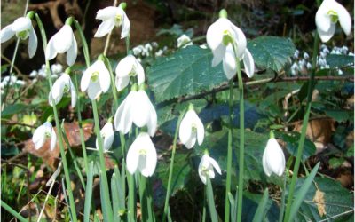 Celebrating Snowdrops and Synergy