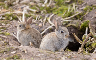 Rabbit Holes, Part 2